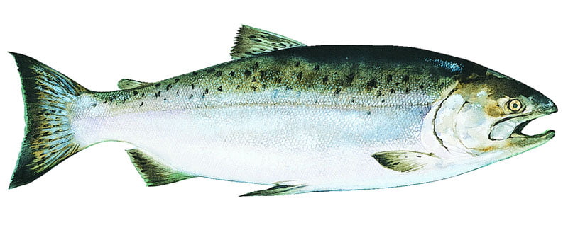 Salmone Reale Alaska Seafood