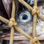Gestione responsabile della pesca Alaska Seafood