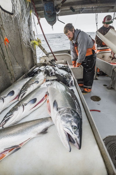 Pesca del Salmone Selvaggio dell’Alaska
