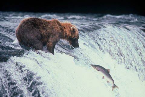 Il salmone selvaggio dell'Alaska è sempre sostenibile