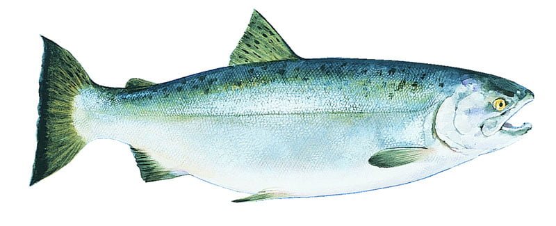 Salmone argentato Alaska Seafood