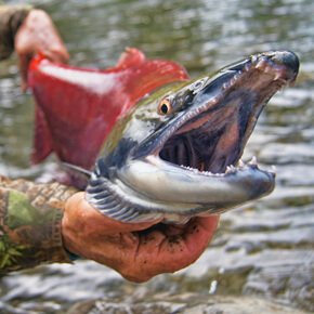 Salmone Selvaggio dell'Alaska