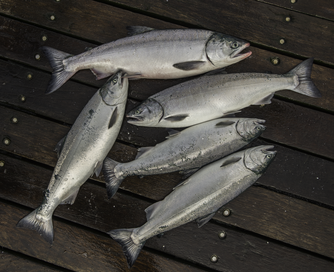 5 specie salmone selvaggio alaska